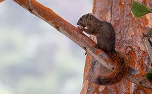 THE RED TAILED SQUIRREL(Sciurus granatensis)