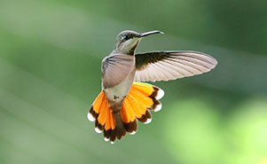 THE RUBY TOPAZ  HUMMINGBIRD-FEMALE(Chrysolampis mosquitus) 