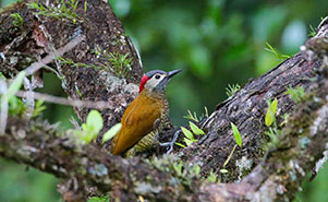 GOLDEN OLIVE WOODPECKER(Colaptes rubiginosus)