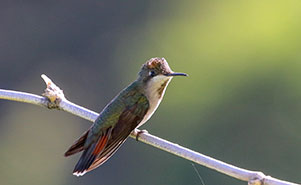THE RUBY TOPAZ HUMMINGBIRD-(Chrysolampis mosquitus)Female 