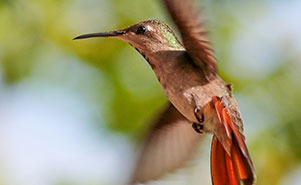 THE RUBY TOPAZ HUMMINGBIRD(Chrysolampis mosquitus)Female