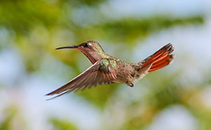 THE RUBY TOPAZ HUMMINGBIRD(Chrysolampis mosquitus)Female