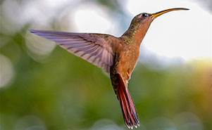 THE RUFOUS BREASTED HERMIT HUMMINGBIRD(Glaucis hirsutus)