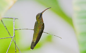 THE RUFOUS BREASTED HERMIT HUMMINGBIRD-(Glaucis hirsutus)