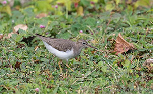 THE SOLITARY SANDPIPER(Tringa solitaria)