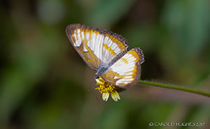 THE SOUTH AMERICAN MESTRA(Mestra hersilia hersilia)