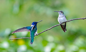 THE WHITE NECKED JACOBIN(Florisuga mellivora)Male & Female