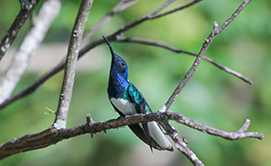 THE WHITE NECKED JACOBIN(Florisuga mellivora)