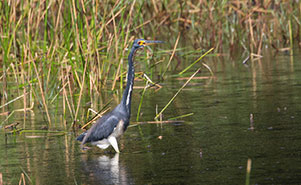 TRICOLORED HERON(Egretta ticolor)
