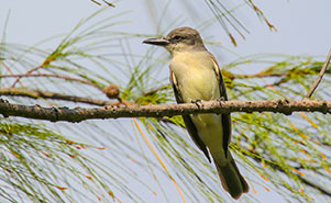 TROPICAL KING BIRD(Tyrannus melancholicus)