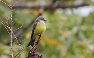 TROPICAL KING BIRD(Tyrannus melancholicus) 