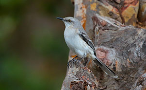TROPICAL MOCKINGBIRD(Mimus gilvus)