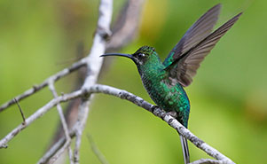 WHITE TAILED SABREWING HUMMINGBIRD(Campylopterus ensipennis)