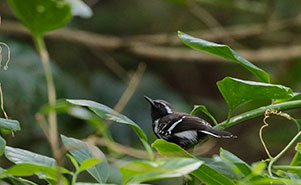 WHITE-FRINGED ANTWREN(Formicivora grisea)