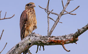 YELLOW CROWNED CARACARA (Milvago chimachima) Juvenile