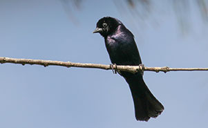 SHINY COWBIRD(Molothrus bonariensis)