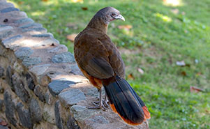 THE CHACHALACA(Ortalis ruficauda)