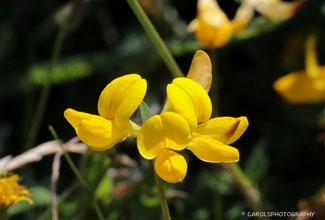 COMMON BIRD'S-FOOT-TREFOIL (Lotus corniculatus)