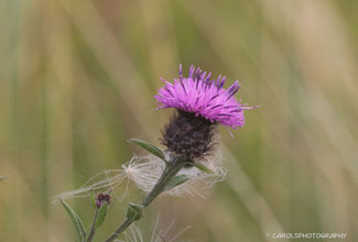 COMMON KNAPWEED (CENTAUREA NIGRA)