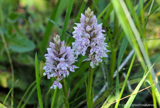 COMMON SPOTTED ORCHID (Dactylorhiza fuchsii)