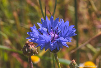 CORNFLOWER (Centaurea cyanus)
