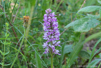 HEATH SPOTTED ORCHID (Dactylorhiza maulata)