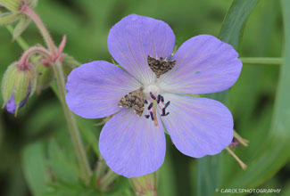 MEADOW CRANESBILL (Geranium pratense)
