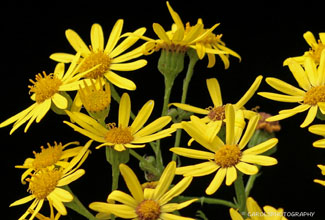 RAGWORT (Senecio jacobaea)