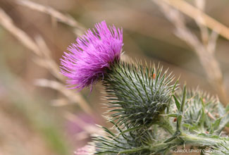 SPEAR THISTLE (Cirsium vulgare)