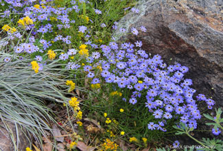 SWAN RIVER DAISY & PRICKLY COTTONHEADS(Brachyscome iberidifolia& Haemodoraceae)