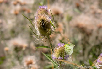 TEASEL (Dipsacus fullonum)