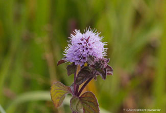 WATER MINT (Mentha aquatica)
