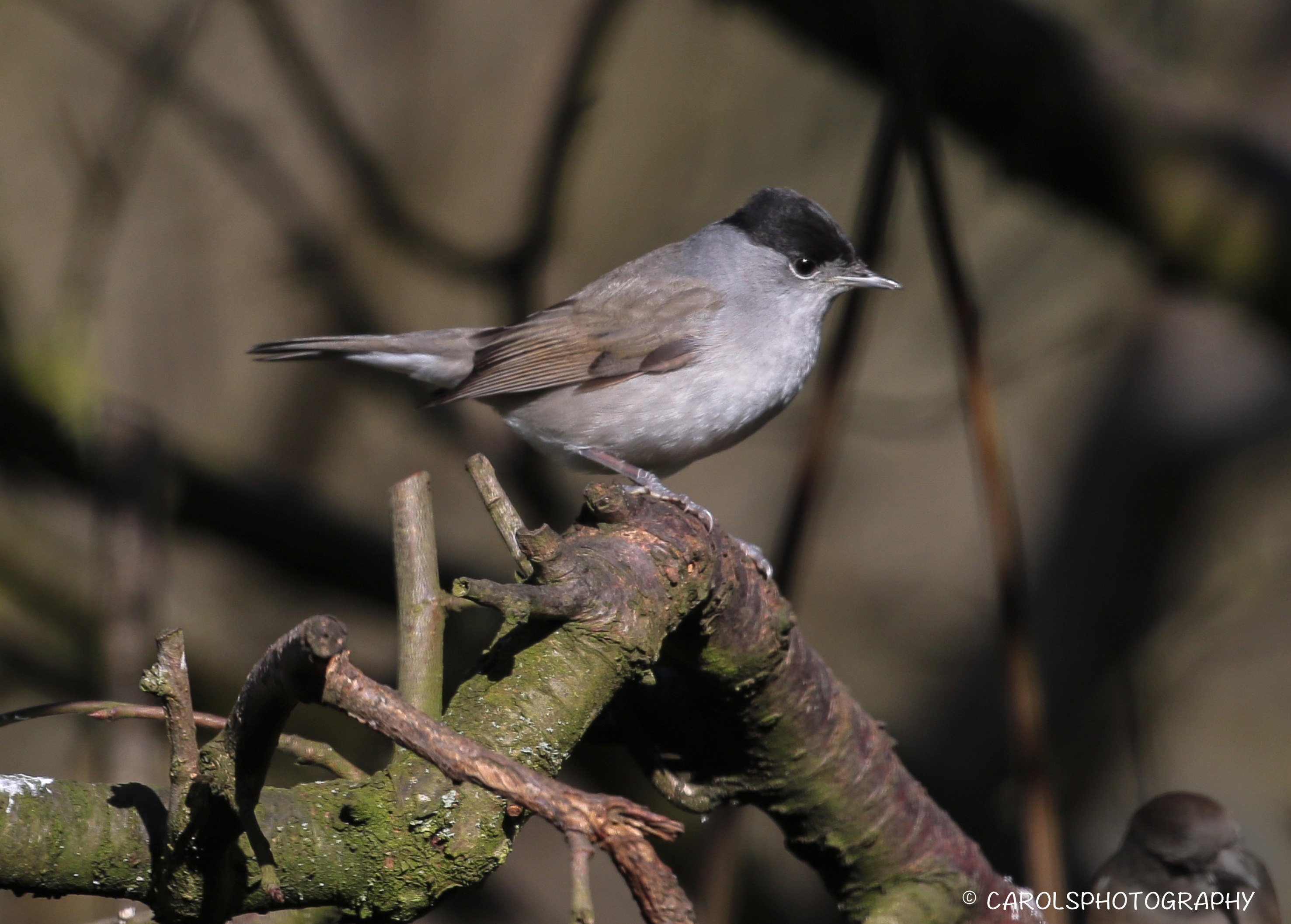 BLACKCAP (Sylvia atricapilla)