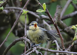 BLUE TIT  - JUVENILE ASKING FOR FOOD