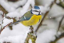 BLUE TIT
