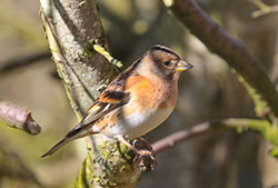 BRAMBLING