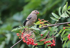 BULLFINCH - JUVENILE (Pyrrhula pyrrhula)