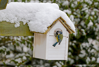 BLUE TIT INVESTIGATING A SNOWY BIRDBOX