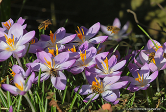 CROCUS AND HONEY BEES