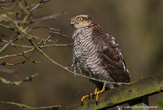 SPARROWHAWK (F)