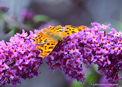 COMMA BUTTERFLY
