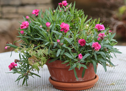 DIANTHUS
