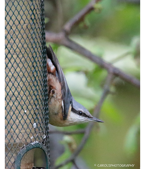 EURASIAN NUTHATCH