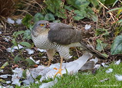 FEMALE SPARROWHAWK WITH PREY