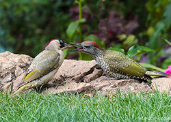 GREEN WOODPECKER