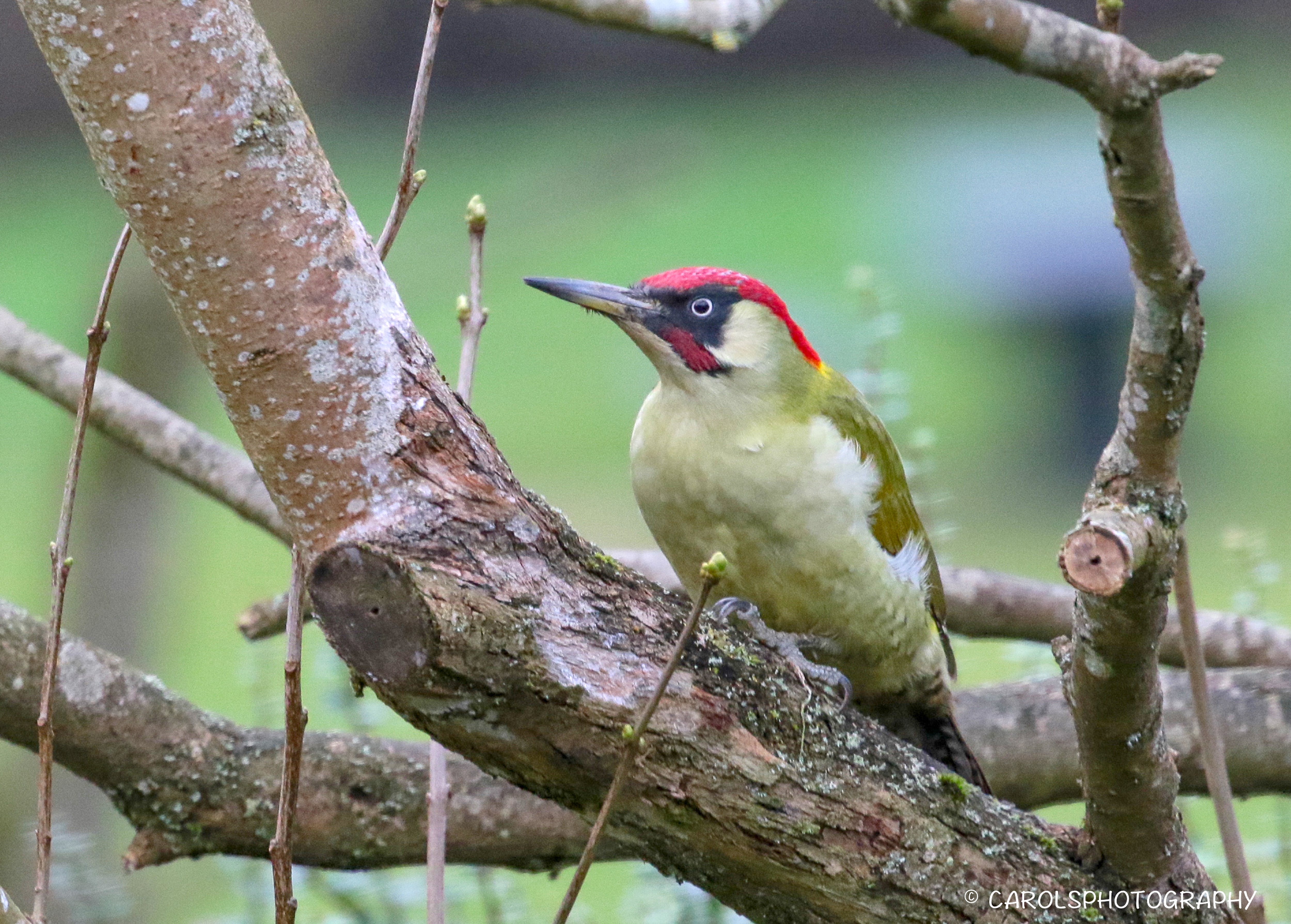 GREEN WOODPECKER (Picus viridis)