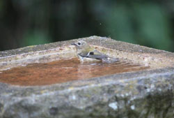 GOLDCREST (Regulus regulus)