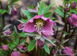 HELLEBORES