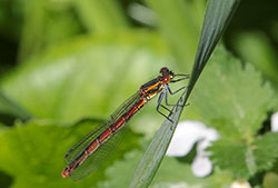 LARGE-RED-DAMSELFLY---FEMALE