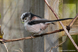LONG-TAILED-TIT
